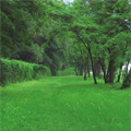 Environment